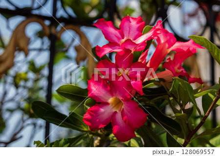 Close up of beautiful vibrant pink Desert Rose flowers blooming in a sunny garden. 128069557