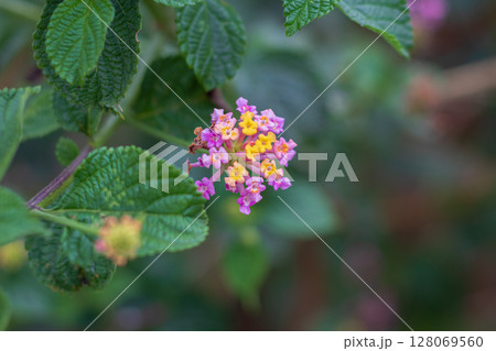 Close-up view of colorful Lantana flowers blooming in the garden 128069560