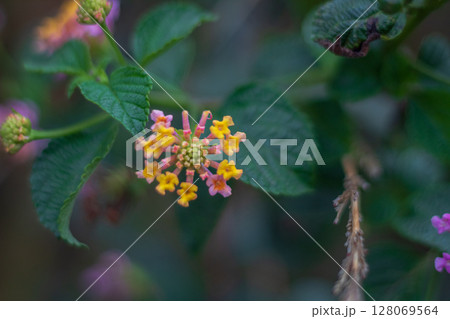 Close-up view of colorful Lantana flowers blooming in the garden 128069564