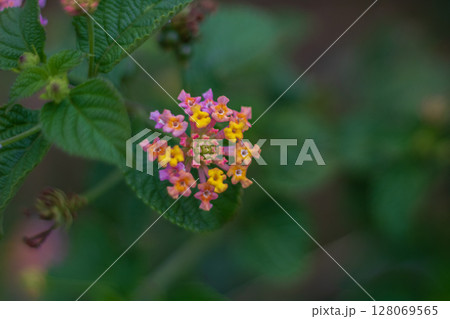 Close-up view of colorful Lantana flowers blooming in the garden 128069565