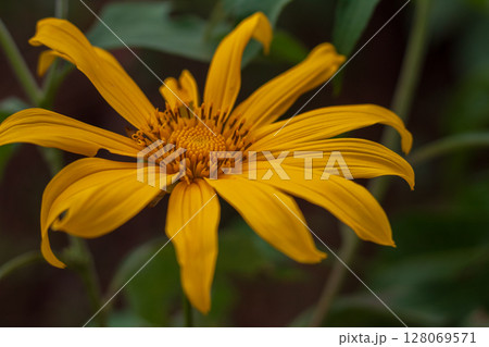 Beautiful vibrant yellow flower blooming outdoors in natural sunlight Beautiful vibrant yellow flower blooming outdoors in natural sunlight 128069571