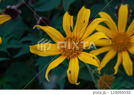 Close-up view of a vibrant yellow flower with intricate petals and seed center in nature. 128069588