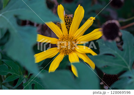 Close-up view of bright yellow flower with pointed petals among green leaves. Close-up view of bright yellow flower with pointed petals among green leaves. 128069596