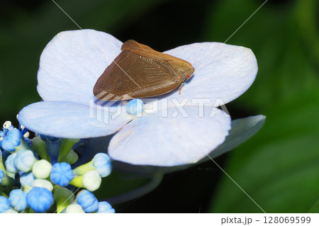 アジサイの花に乗るチュウゴクアミガサハゴロモ 128069599