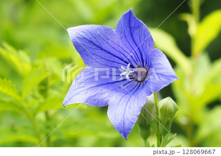 キキョウの花 128069667