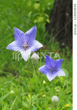 キキョウの花 128069698