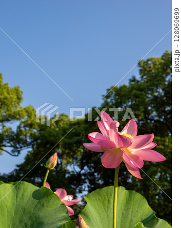 開花した大賀ハスの花と青空（千葉市中央区 千葉公園） 128069699