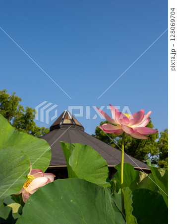 開花した大賀ハスの花と青空（千葉市中央区 千葉公園） 128069704