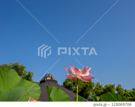 開花した大賀ハスの花と青空（千葉市中央区 千葉公園） 128069706