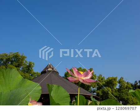 開花した大賀ハスの花と青空（千葉市中央区 千葉公園） 128069707