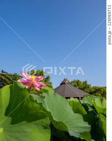 開花した大賀ハスの花と青空（千葉市中央区 千葉公園） 128069711