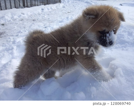 雪とあそぼ、もふもふ時間 128069740