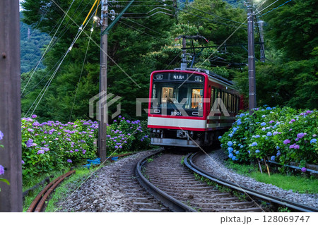 《神奈川県》あじさい電車・箱根登山鉄道 128069747