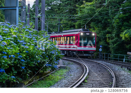 《神奈川県》あじさい電車・箱根登山鉄道 《神奈川県》あじさい電車・箱根登山鉄道 128069756