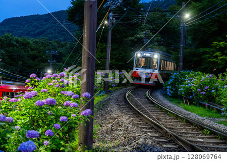 《神奈川県》あじさい電車・箱根登山鉄道 128069764