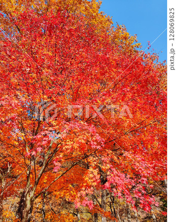 紅葉 128069825