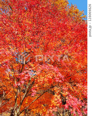 紅葉 紅葉 128069826