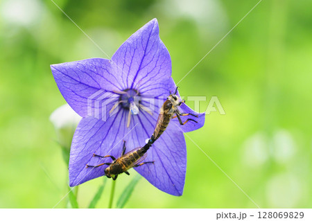 キキョウの花で交尾中のシオヤアブ キキョウの花で交尾中のシオヤアブ 128069829