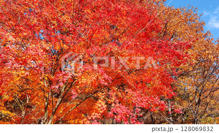 紅葉 紅葉 128069832