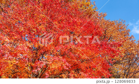 紅葉 紅葉 128069833