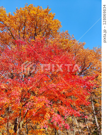 紅葉 紅葉 128069834