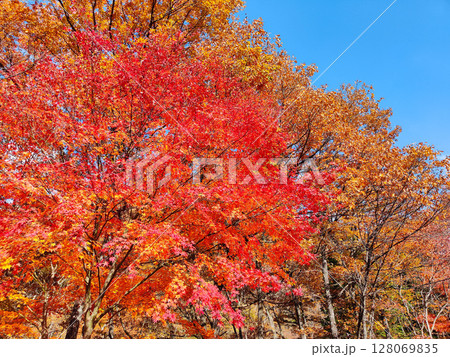 紅葉 紅葉 128069835