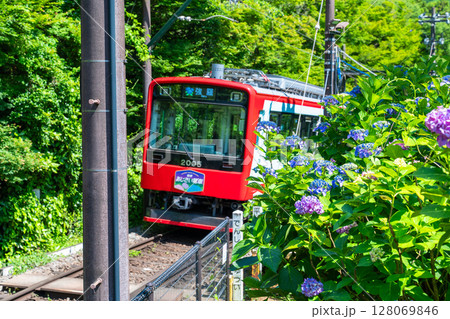 《神奈川県》あじさい電車・箱根登山鉄道 128069846