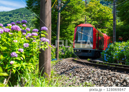 《神奈川県》あじさい電車・箱根登山鉄道 《神奈川県》あじさい電車・箱根登山鉄道 128069847