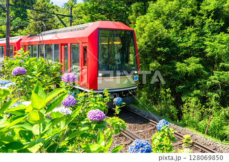 《神奈川県》あじさい電車・箱根登山鉄道 128069850