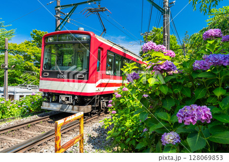 《神奈川県》あじさい電車・箱根登山鉄道 128069853