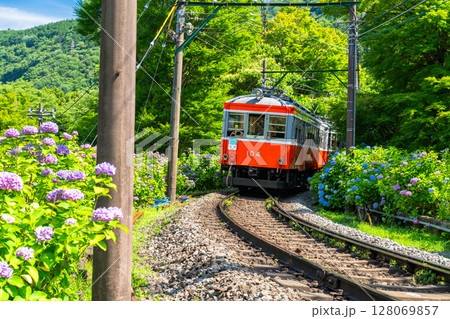 《神奈川県》あじさい電車・箱根登山鉄道 128069857