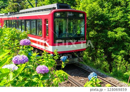 《神奈川県》あじさい電車・箱根登山鉄道 128069859