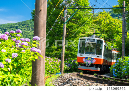 《神奈川県》あじさい電車・箱根登山鉄道 128069861