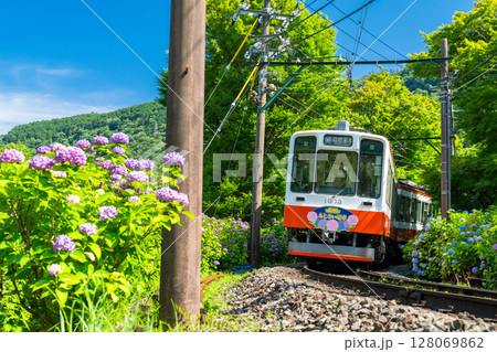 《神奈川県》あじさい電車・箱根登山鉄道 128069862
