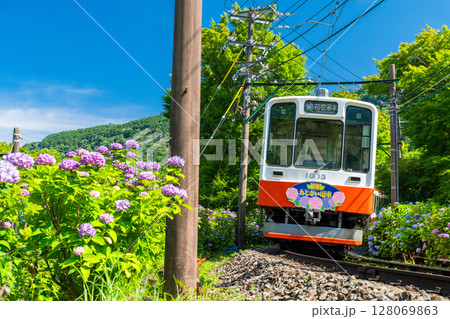 《神奈川県》あじさい電車・箱根登山鉄道 128069863
