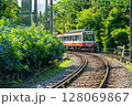 《神奈川県》あじさい電車・箱根登山鉄道 128069867
