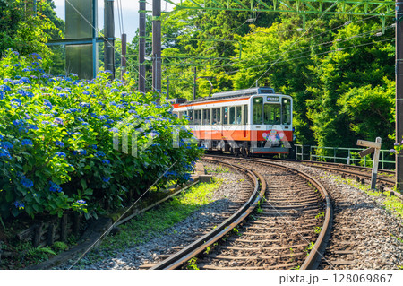 《神奈川県》あじさい電車・箱根登山鉄道 128069867