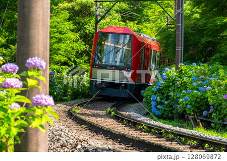 《神奈川県》あじさい電車・箱根登山鉄道 128069872