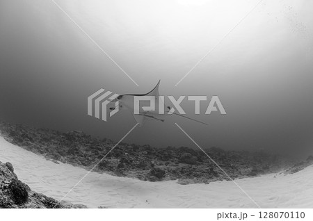 西表島の海　ダイビングの風景 128070110