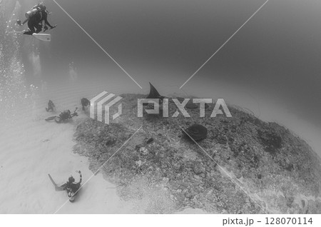 西表島の海　ダイビングの風景 128070114