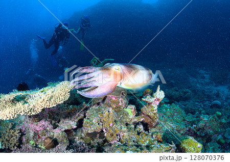 西表島の海　ダイビングの風景 128070376