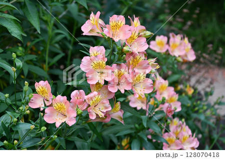 アルストロメリア「サマーフィーリング」　Peruvian lily 128070418