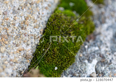 岩に生える苔 128070447