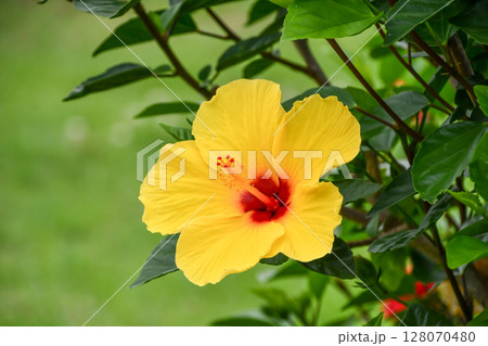 ハイビスカス Hibiscus ハイビスカス Hibiscus 128070480