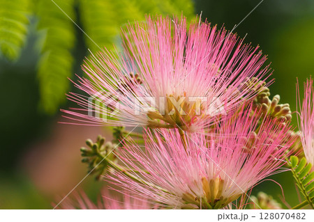 ネムの花 128070482