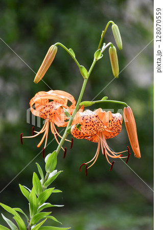 オニユリ Tiger Lily オニユリ Tiger Lily 128070559