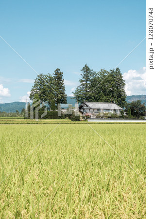 夏の田舎風景 128070748