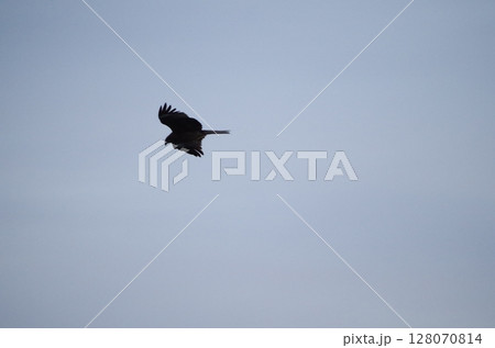 鳶 128070814