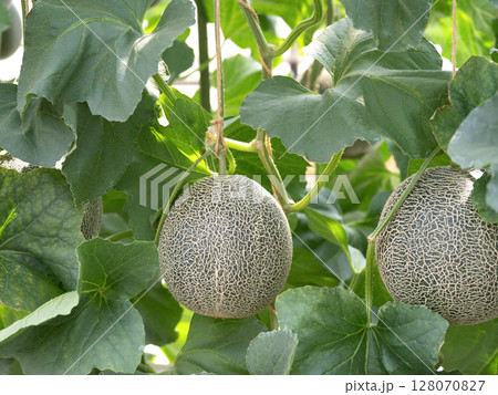 メロンのハウス栽培　タカミメロン 128070827