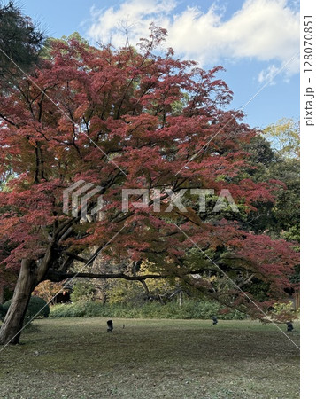紅葉のある公園と青空 128070851